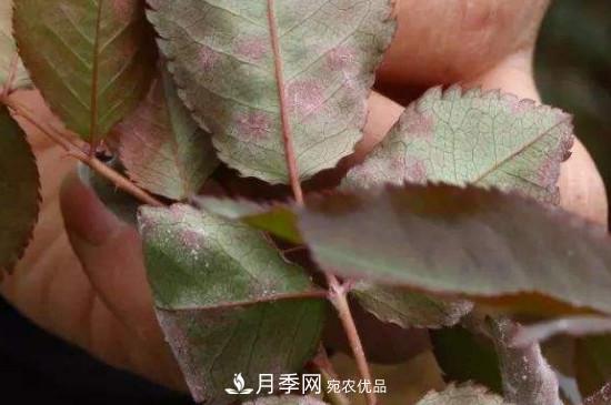 月季葉子上有一層白霜怎么辦？是白粉病嗎(圖1)