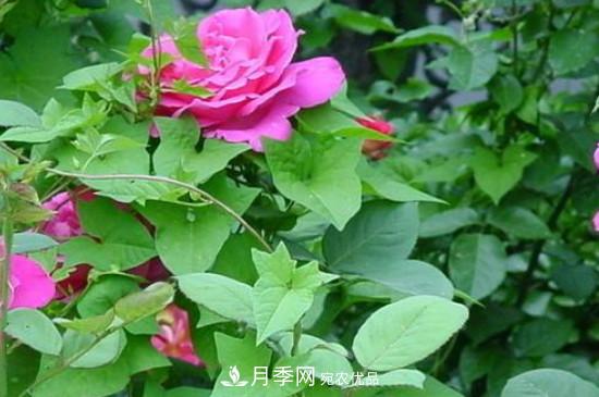 月季葉子上有一層白霜怎么辦？是白粉病嗎(圖3)