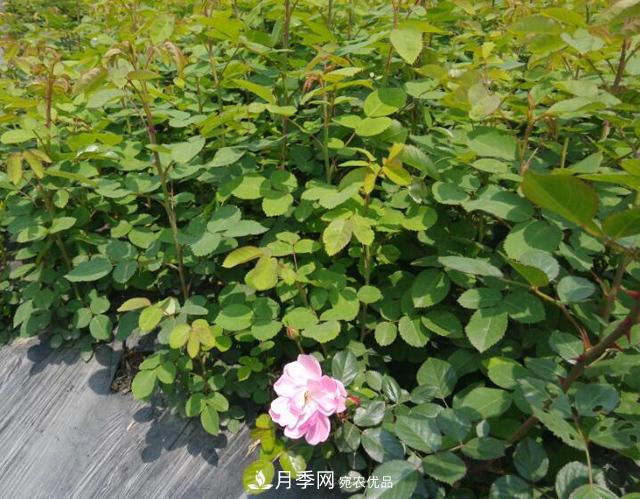 經(jīng)過(guò)遠距離運輸的月季裸根苗，如何定植上盆？(圖1)