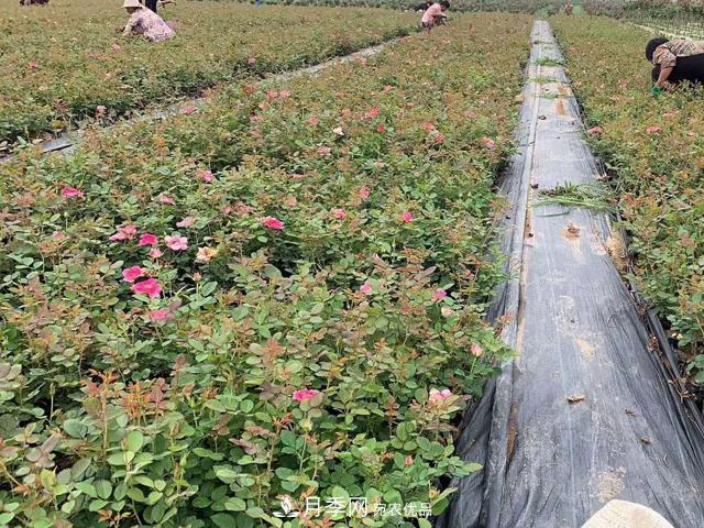 經(jīng)過(guò)遠距離運輸的月季裸根苗，如何定植上盆？(圖2)