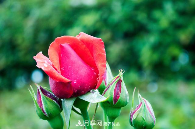 月季在什么環(huán)境中長(cháng)勢好？月季網(wǎng)帶你來(lái)解析(圖1)