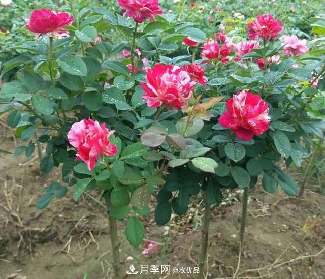 月季在什么環(huán)境中長(cháng)勢好？月季網(wǎng)帶你來(lái)解析(圖2)