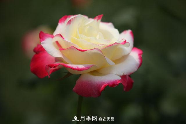 抓住這三大原則，月季修剪太簡(jiǎn)單了！(圖1)