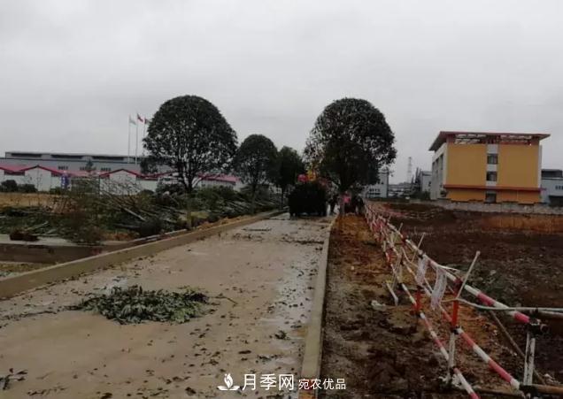 綠化工程苗木價(jià)格計算辦法(圖2)