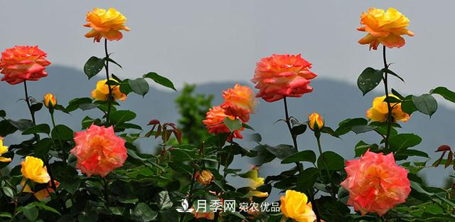 矮小型的月季品種如何選擇？(圖1)