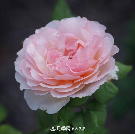月季達人分享2個(gè)養護小技巧，新人入月季坑輕松學(xué)(圖1)