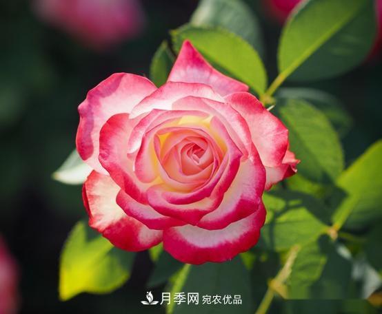 月季達人分享2個(gè)養護小技巧，新人入月季坑輕松學(xué)(圖2)