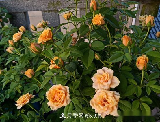月季達人分享2個(gè)養護小技巧，新人入月季坑輕松學(xué)(圖3)