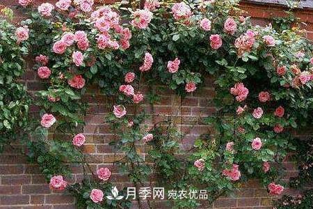 藤本月季制作月季花墻怎么固定？(圖3)