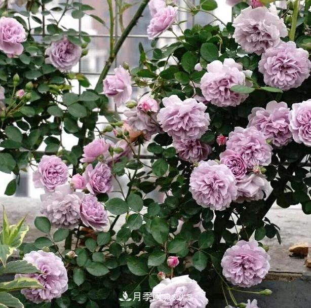 盆栽藤本月季花，該怎么延長(cháng)花期、提高開(kāi)花量？做到5點(diǎn)就夠了(圖1)