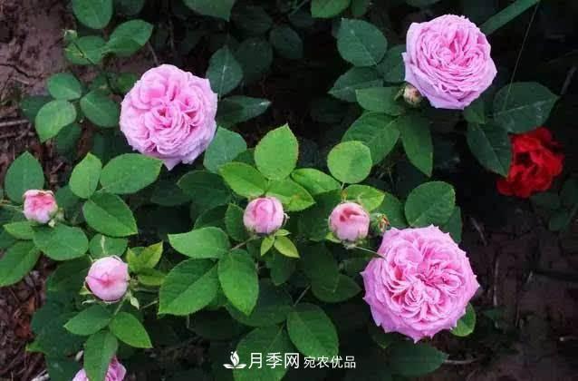 月季修剪有技巧，知道幾個(gè)養護小妙招，花謝了還能開(kāi)好幾茬(圖2)