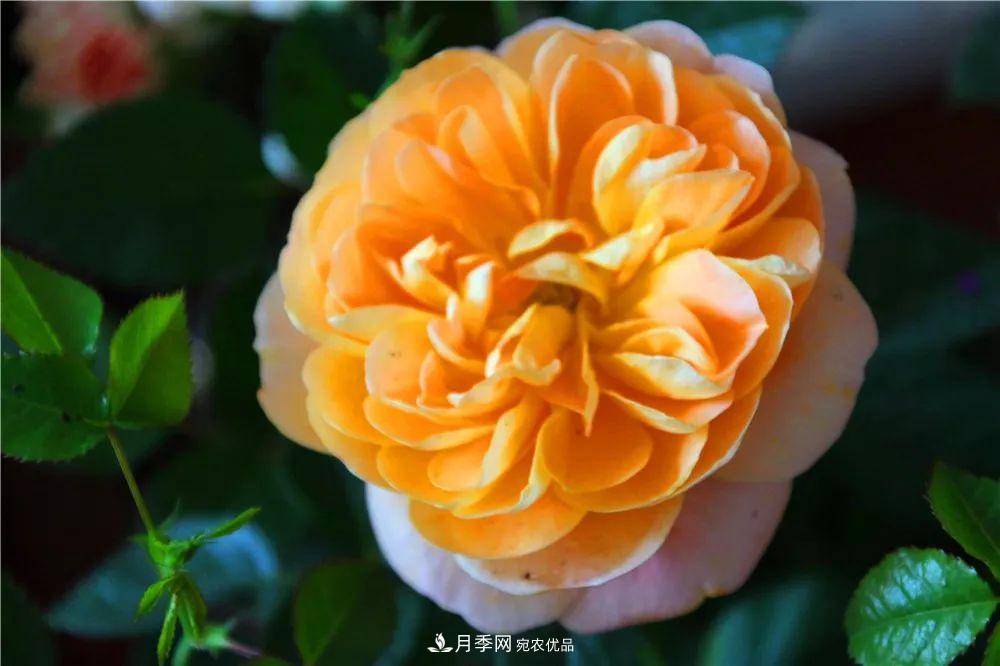 月季為什么一直不開(kāi)花？問(wèn)題出現這里(圖3)