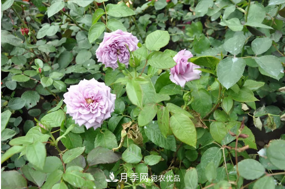 供應南陽(yáng)月季，花中皇后，月月花開(kāi)月月紅(圖2)