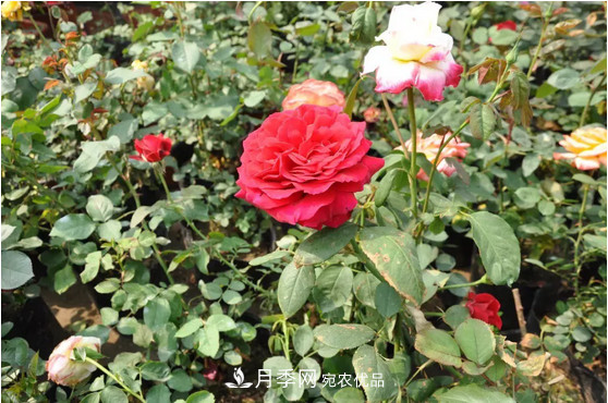 供應南陽(yáng)月季，花中皇后，月月花開(kāi)月月紅(圖1)