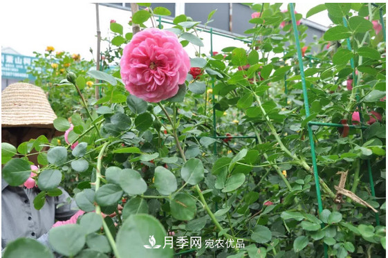 供應南陽(yáng)月季，花中皇后，月月花開(kāi)月月紅(圖4)