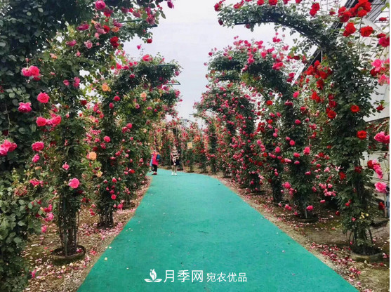 供應南陽(yáng)月季，花中皇后，月月花開(kāi)月月紅(圖3)
