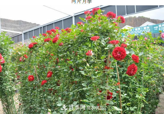 供應南陽(yáng)月季，花中皇后，月月花開(kāi)月月紅(圖7)