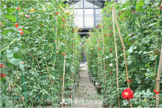 供應南陽(yáng)月季，花中皇后，月月花開(kāi)月月紅(圖6)