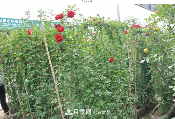 供應南陽(yáng)月季，花中皇后，月月花開(kāi)月月紅(圖5)