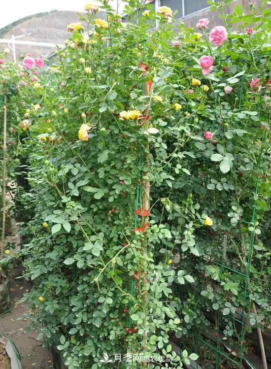 供應南陽(yáng)月季，花中皇后，月月花開(kāi)月月紅(圖8)