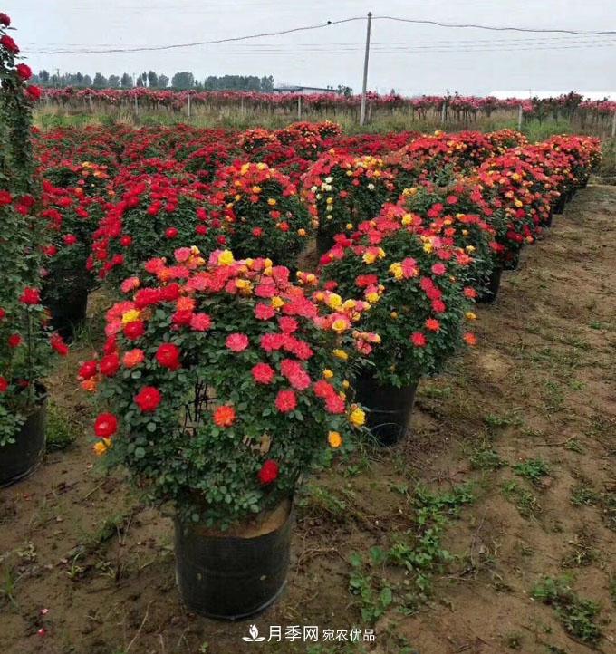 基地直供造型月季花瓶、月季花球、月季花柱批發(fā)價(jià)格(圖1)