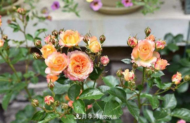 營(yíng)養缽月季多少錢(qián)一棵？營(yíng)養缽月季怎么緩苗？(圖1)