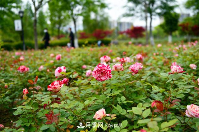 月季薊馬如何防治？黑斑病如何防治？(圖1)