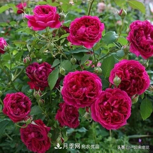 10款紅色系月季推薦，款款驚艷(圖6)