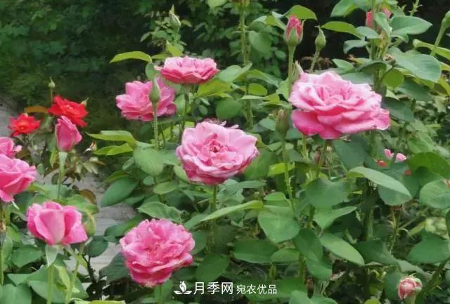 月季***怕“三種”水，避開(kāi)不黃葉爛根，清香宜人一整年(圖2)