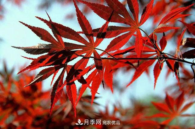 這些5種高端苗木向來(lái)就是“搶手貨”，你知道幾個(gè)？(圖5)