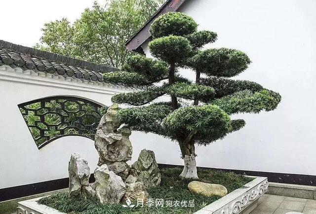 這些5種高端苗木向來(lái)就是“搶手貨”，你知道幾個(gè)？(圖2)