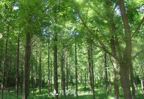 這些5種高端苗木向來(lái)就是“搶手貨”，你知道幾個(gè)？(圖4)