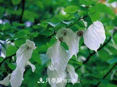 這些5種高端苗木向來(lái)就是“搶手貨”，你知道幾個(gè)？(圖6)