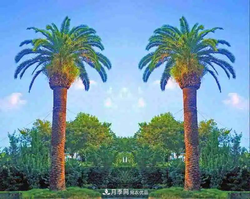 這些5種高端苗木向來(lái)就是“搶手貨”，你知道幾個(gè)？(圖3)