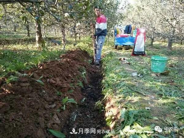 果園秋施基肥和明年花前施基肥有什么區別？(圖1)
