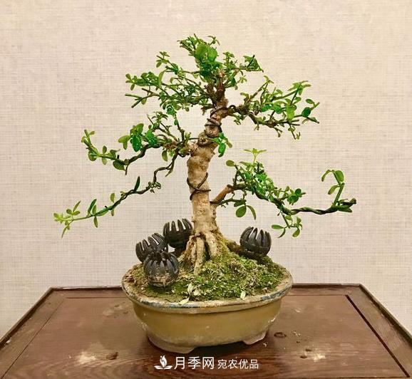 花中四友——迎春花，蒼古成趣的迎春花盆景育樁技巧(圖1)