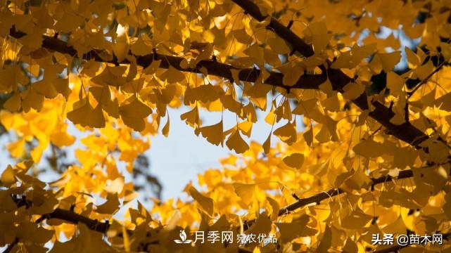 秋季苗木看這幾種綠化樹(shù)，越看越美(圖2)