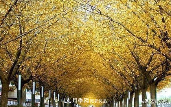 秋季苗木看這幾種綠化樹(shù)，越看越美(圖1)