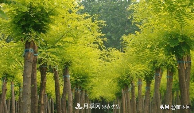 秋季苗木看這幾種綠化樹(shù)，越看越美(圖3)