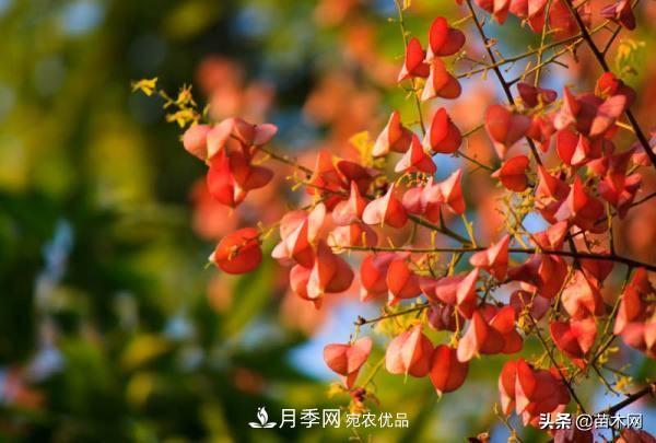秋季苗木看這幾種綠化樹(shù)，越看越美(圖4)