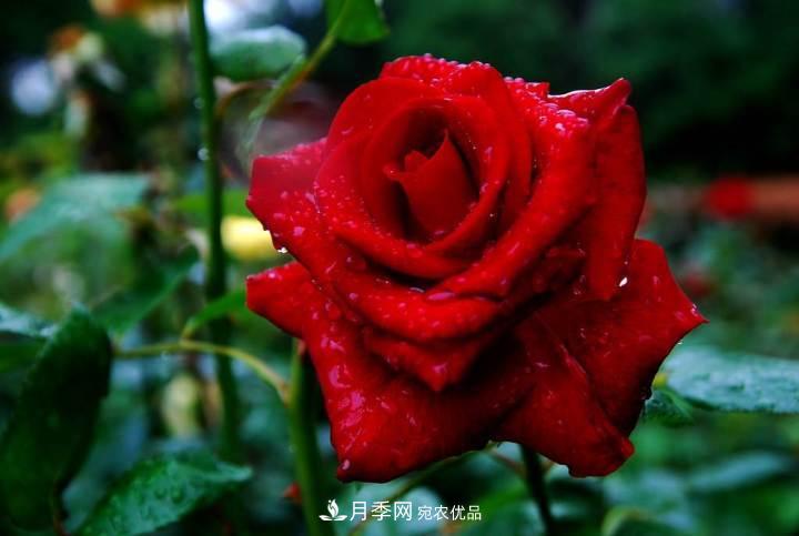 一年開(kāi)兩次花，月季花需要這樣養護管理(圖1)