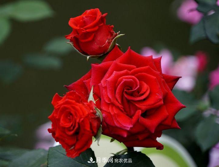 一年開(kāi)兩次花，月季花需要這樣養護管理(圖3)