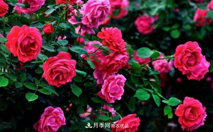 一年開(kāi)兩次花，月季花需要這樣養護管理(圖2)