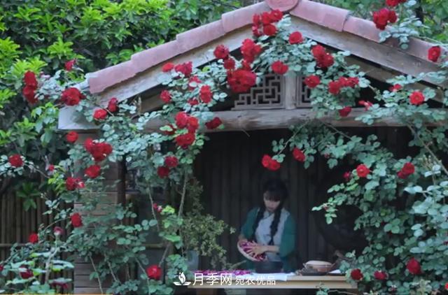 李子柒的紅色月季花墻，這個(gè)品種，好養易打理(圖1)