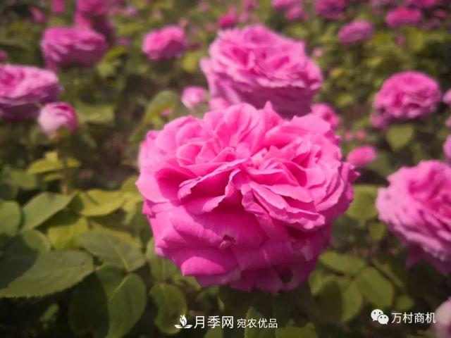 月季花好養活，但要花大花艷您得懂這些知識(圖1)