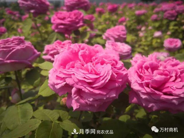 月季花好養活，但要花大花艷您得懂這些知識(圖3)