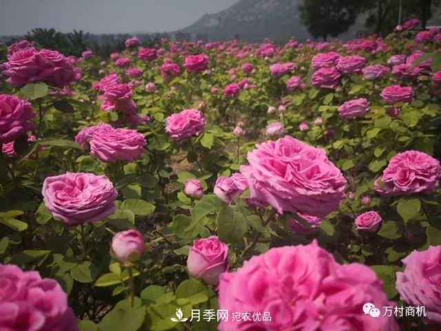 月季花好養活，但要花大花艷您得懂這些知識(圖4)