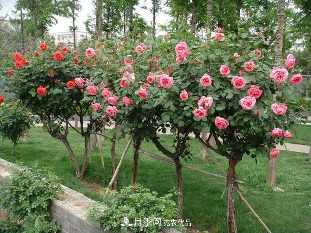 月季養成樹(shù)，這種盆景月季樹(shù)一年300天開(kāi)花，很適合懶人養(圖2)