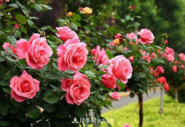 月季養成樹(shù)，這種盆景月季樹(shù)一年300天開(kāi)花，很適合懶人養(圖3)