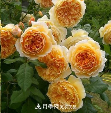 盤(pán)點(diǎn)各國的灌木月季品種，哪些是不可錯過(guò)的經(jīng)典品種！(圖2)